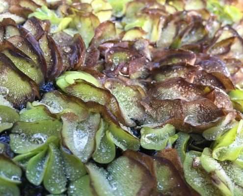 Salvinia molesta - Giant salvinia