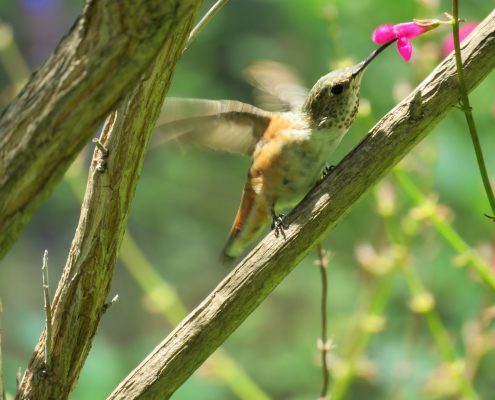 Hummingbird
